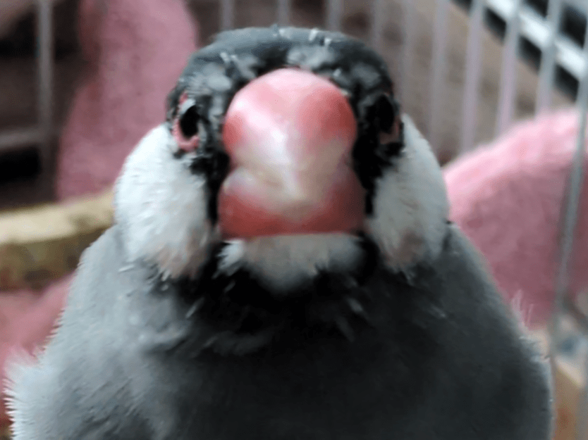 おもちちゃん