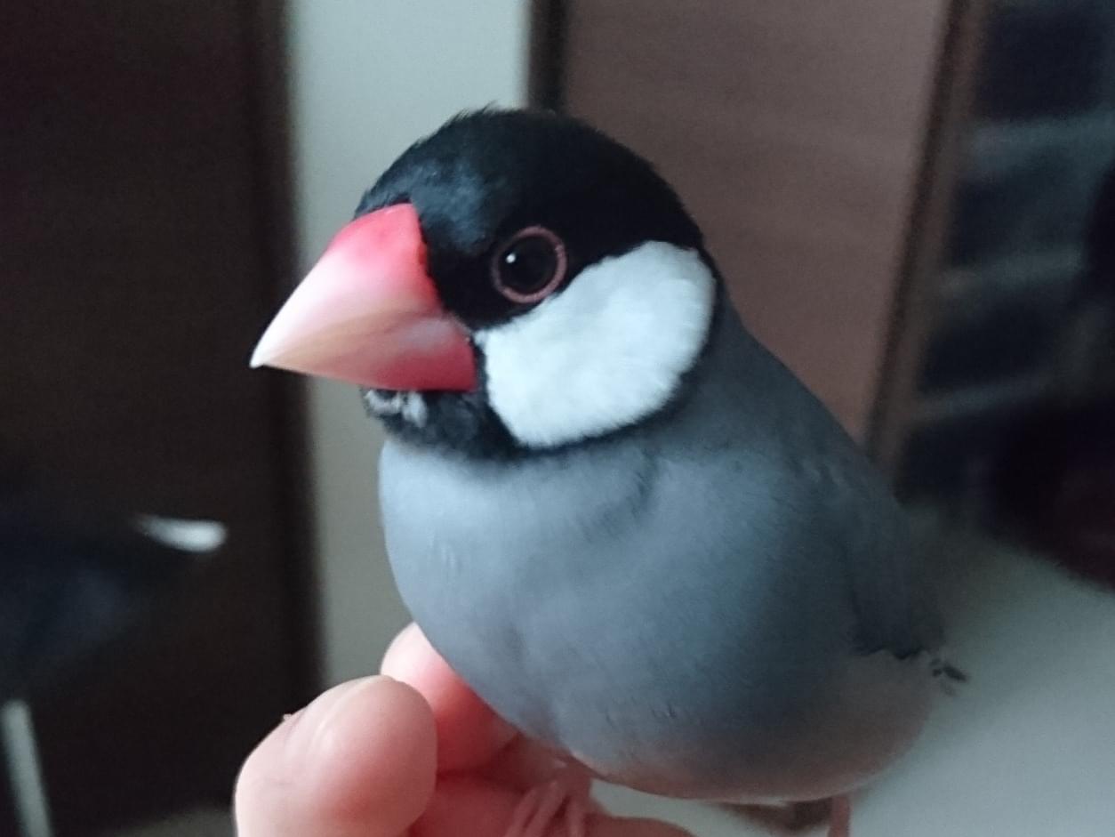 トニちゃん トニちゃん