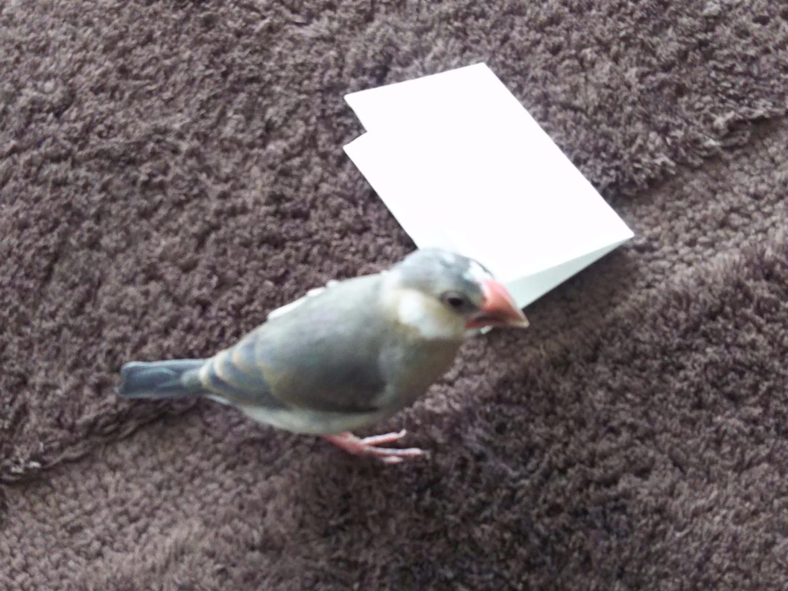 ぴーちゃん ぴーちゃん