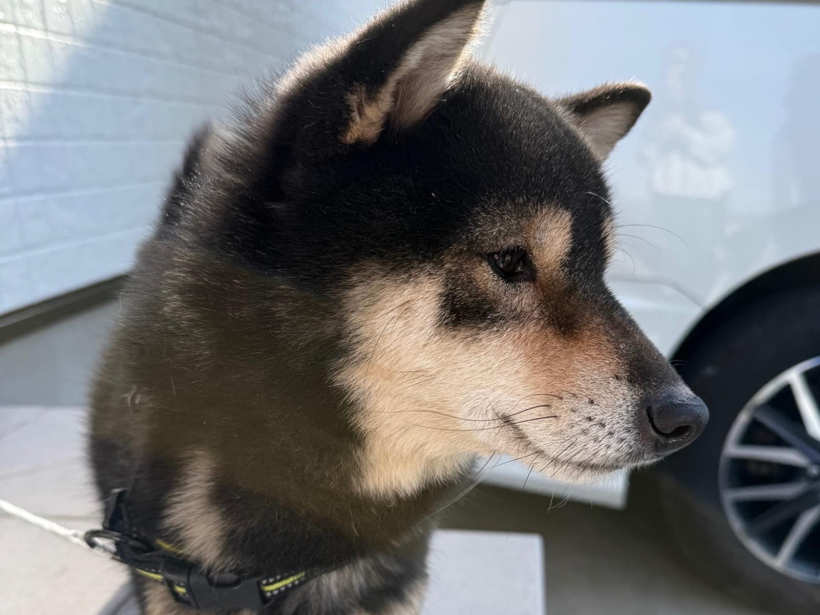 保護された犬 保護された犬