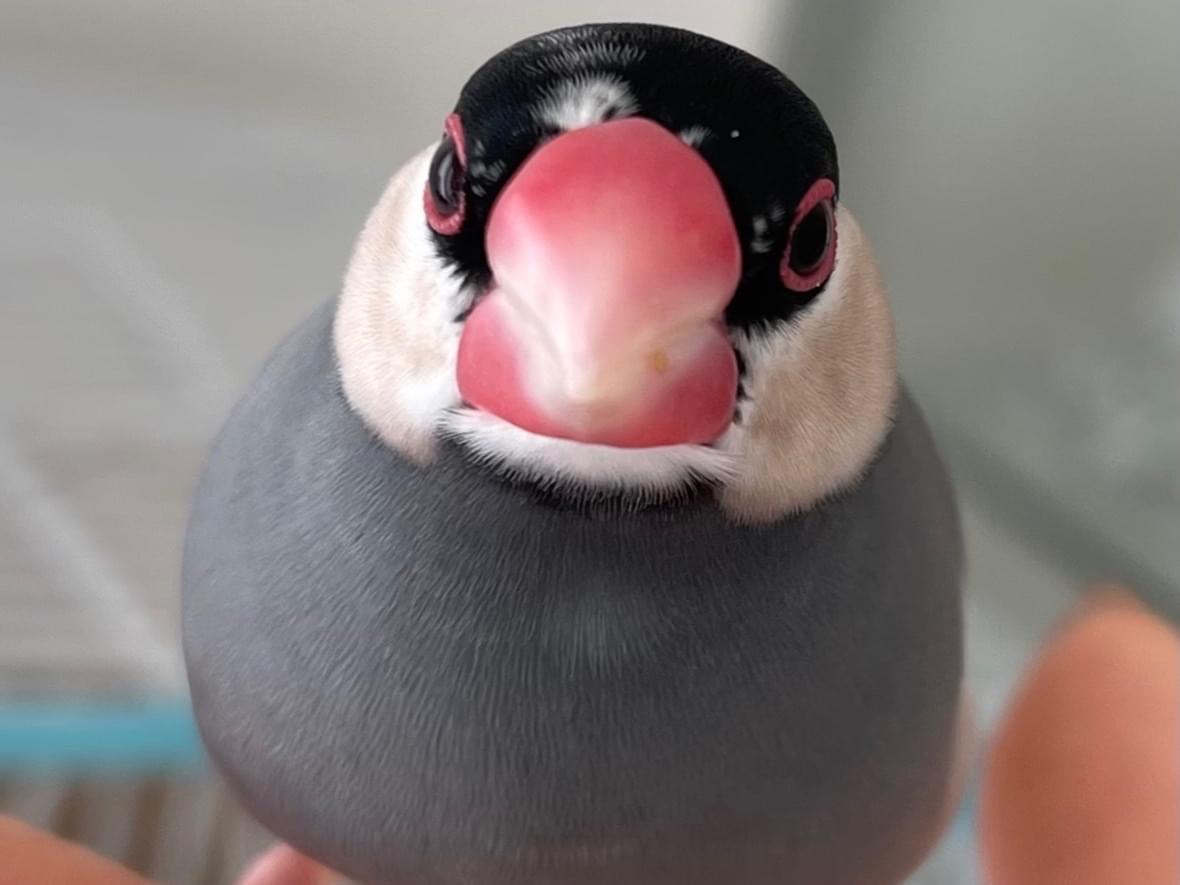 チャッピーちゃん