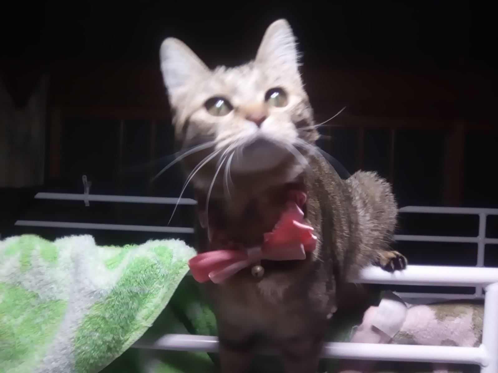 むぎちゃん むぎちゃん