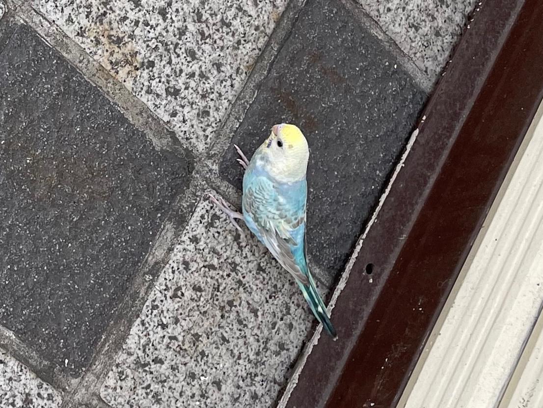 目撃された鳥 目撃された鳥