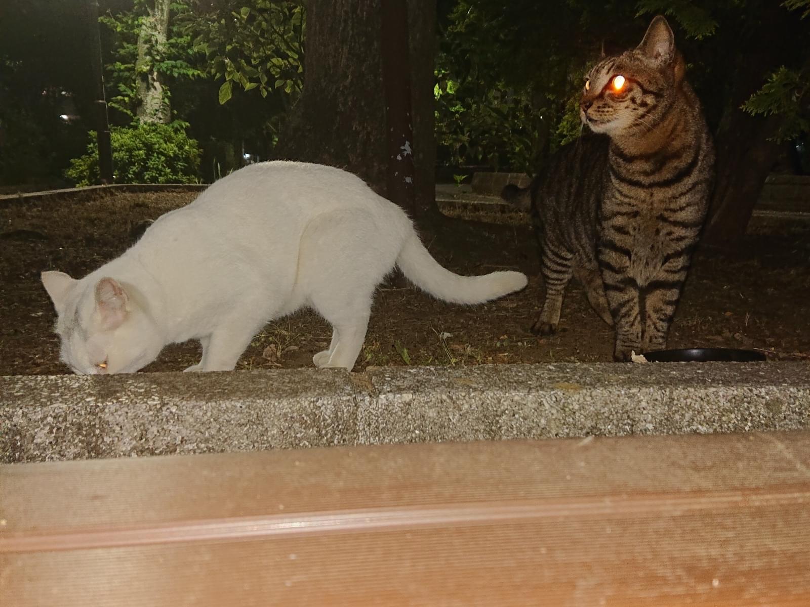 目撃された猫