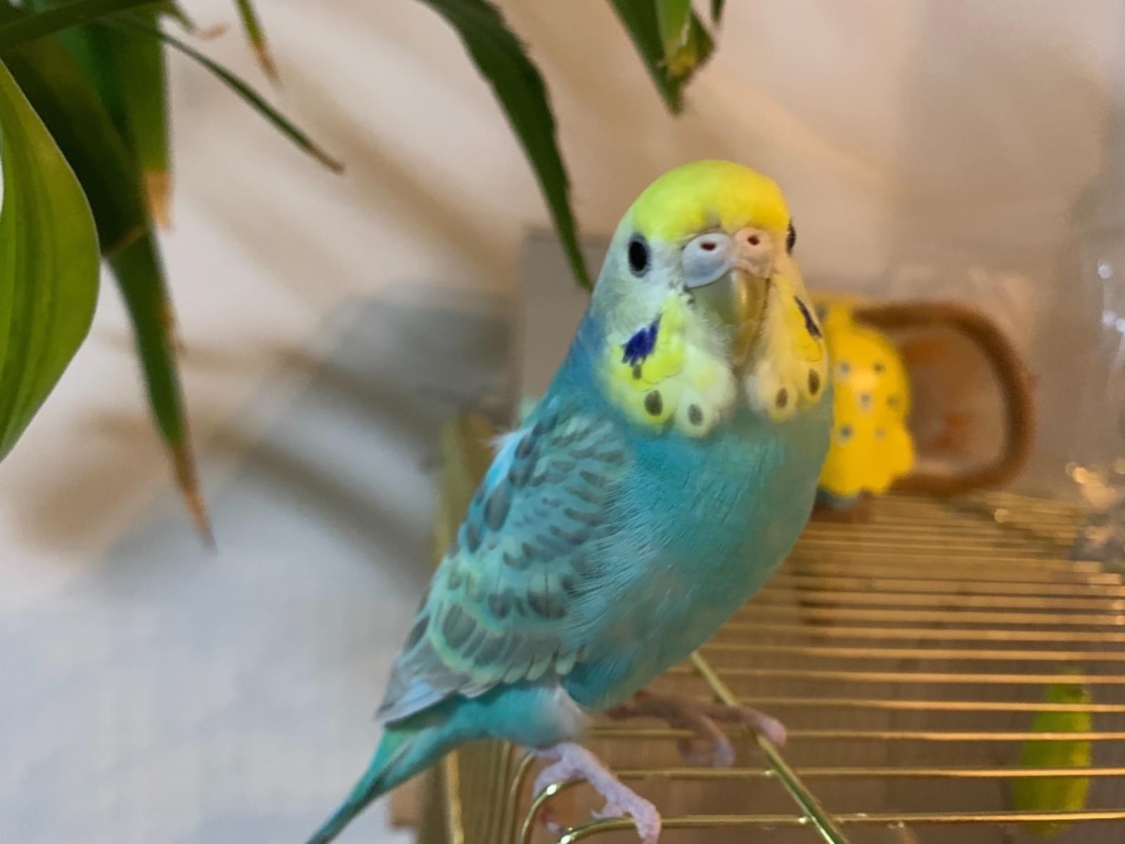 ぴーすけちゃん ぴーすけちゃん