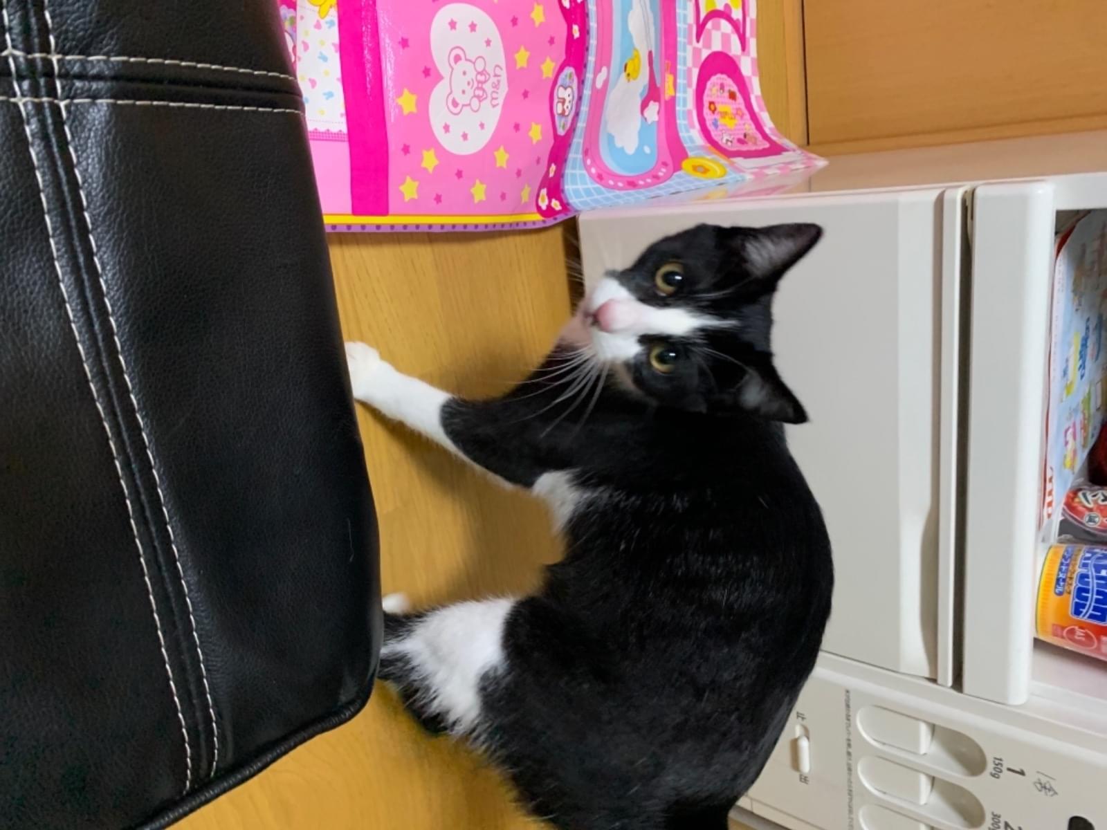 保護された猫 保護された猫