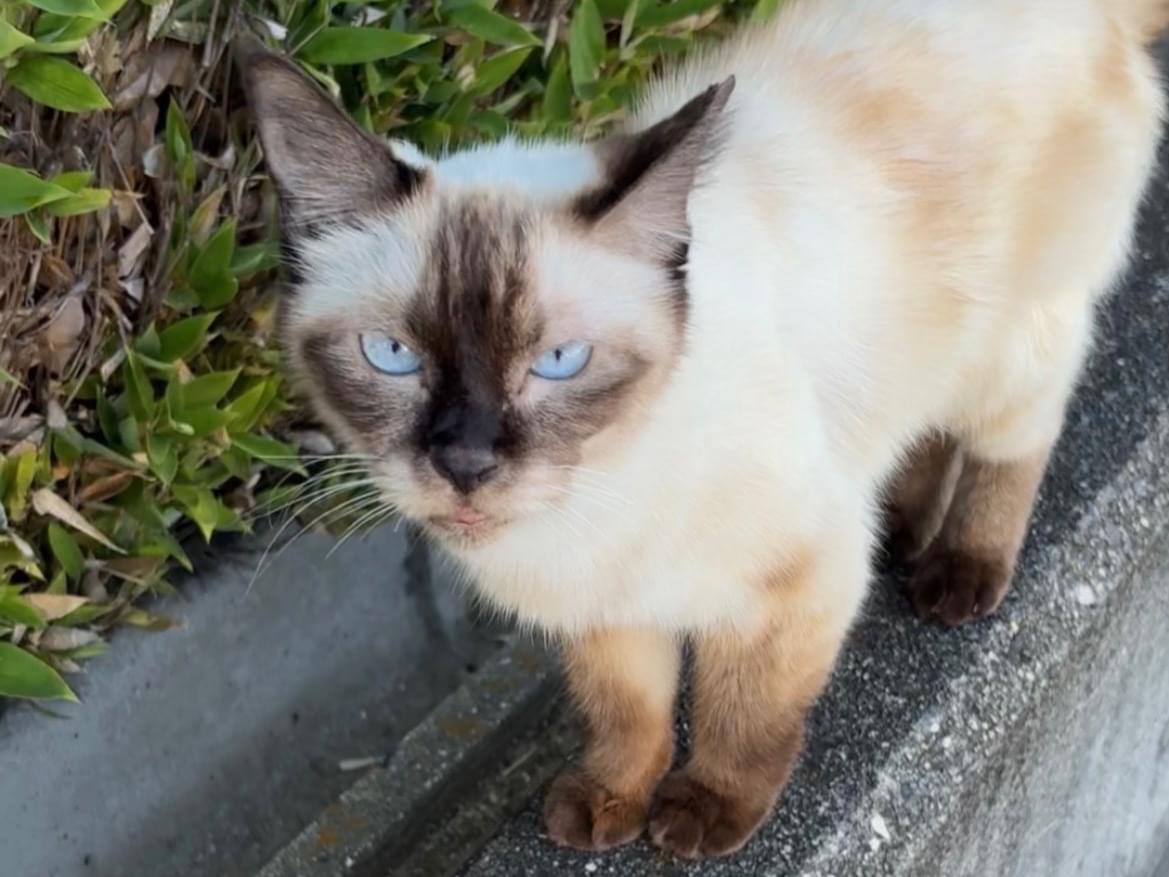 目撃された猫 目撃された猫