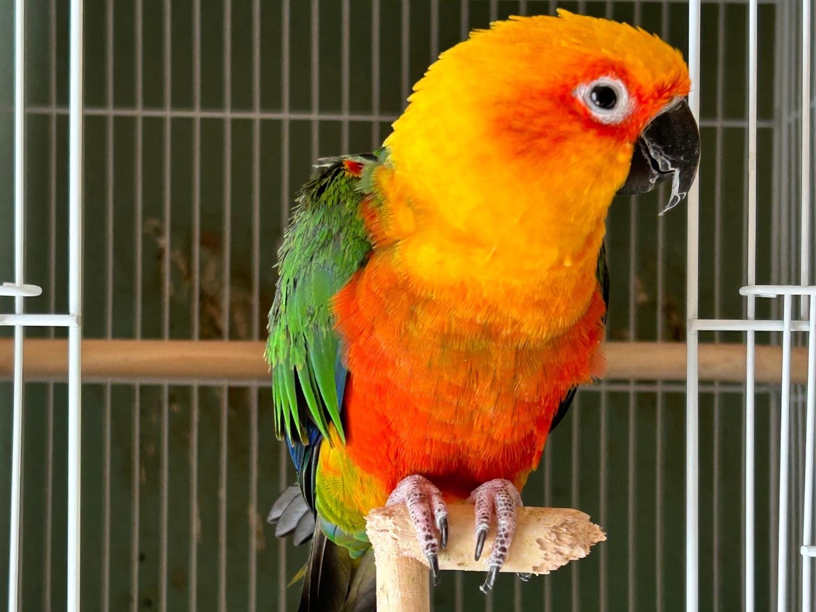 サンちゃん サンちゃん