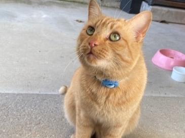 目撃された猫 目撃された猫