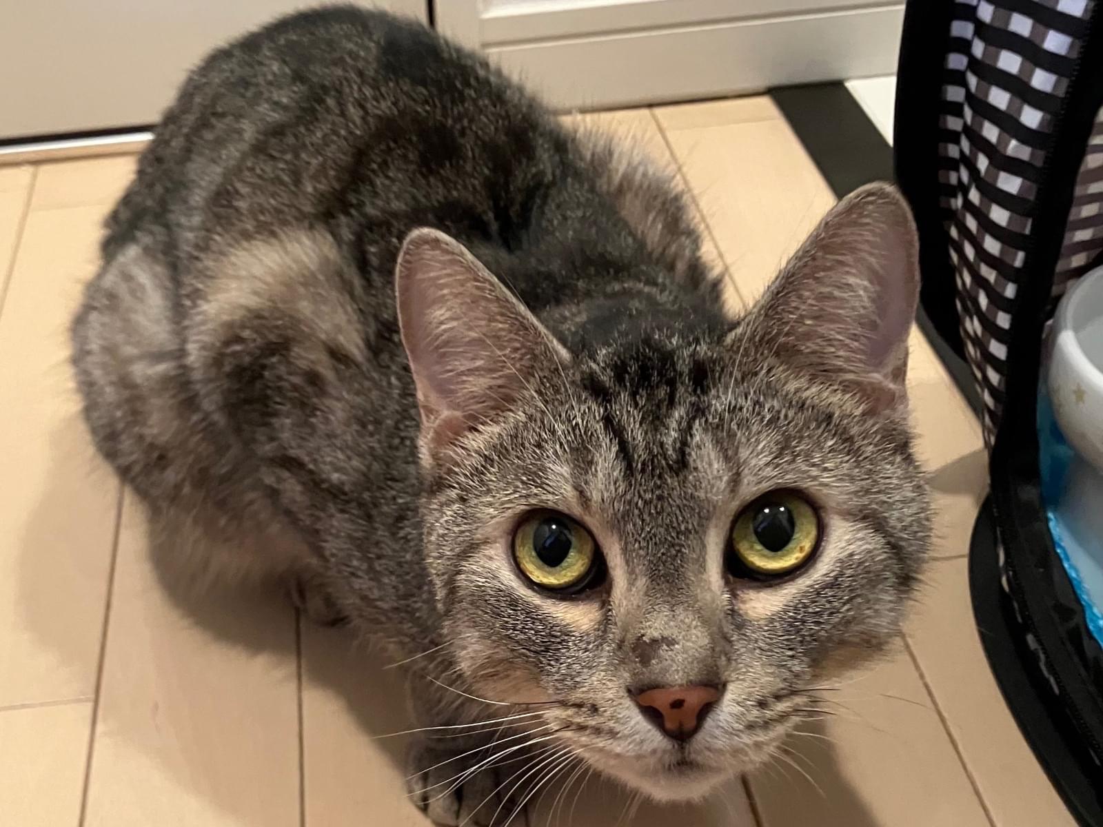 保護された猫 保護された猫