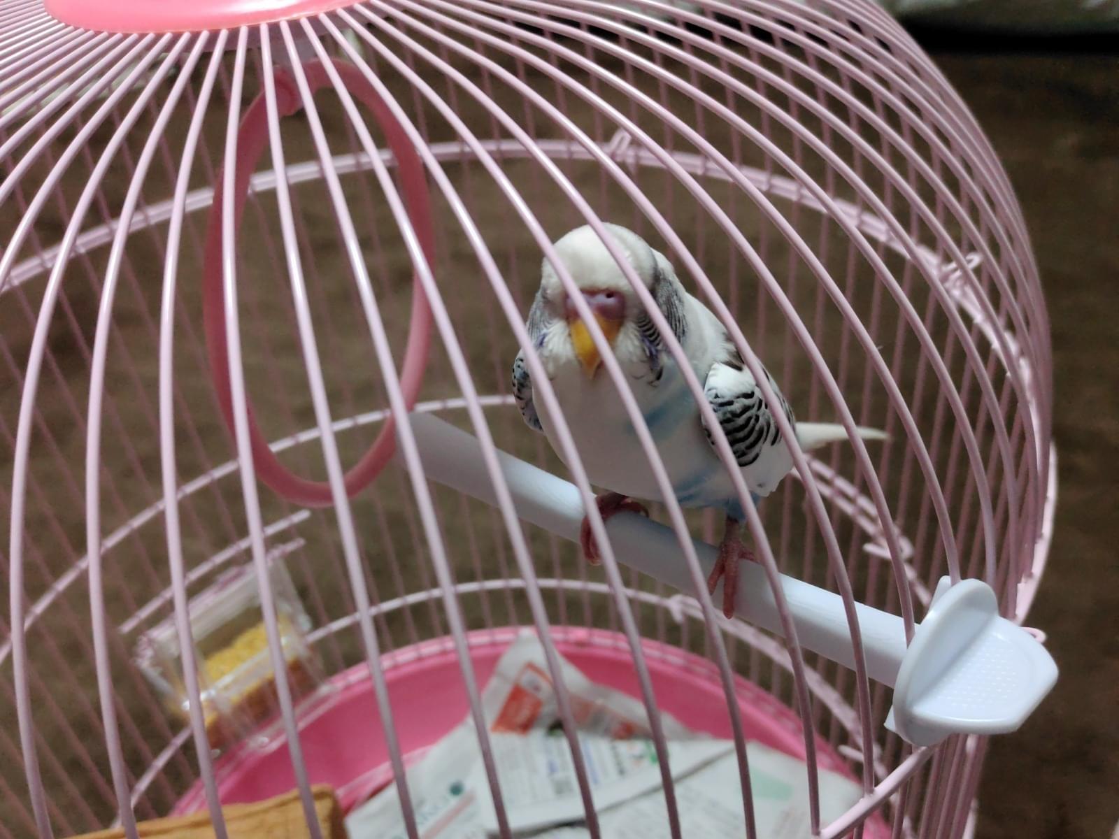 保護された鳥 保護された鳥