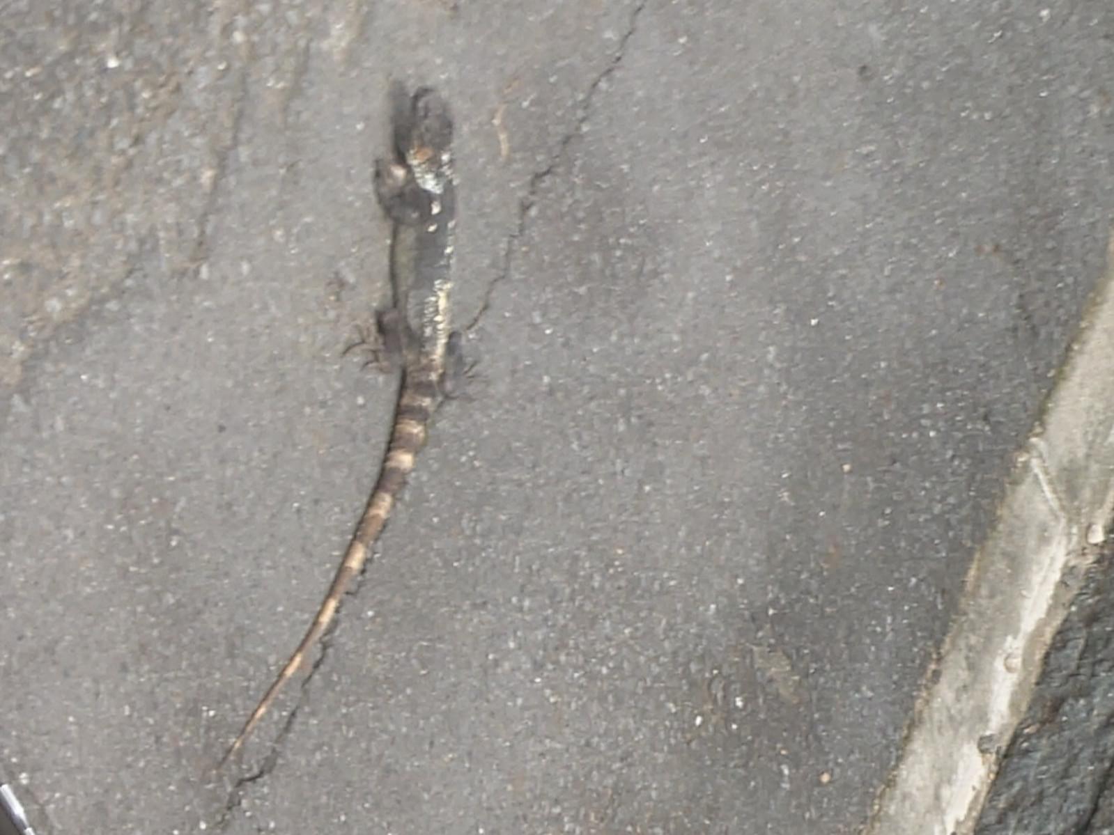 目撃されたペット 目撃されたペット