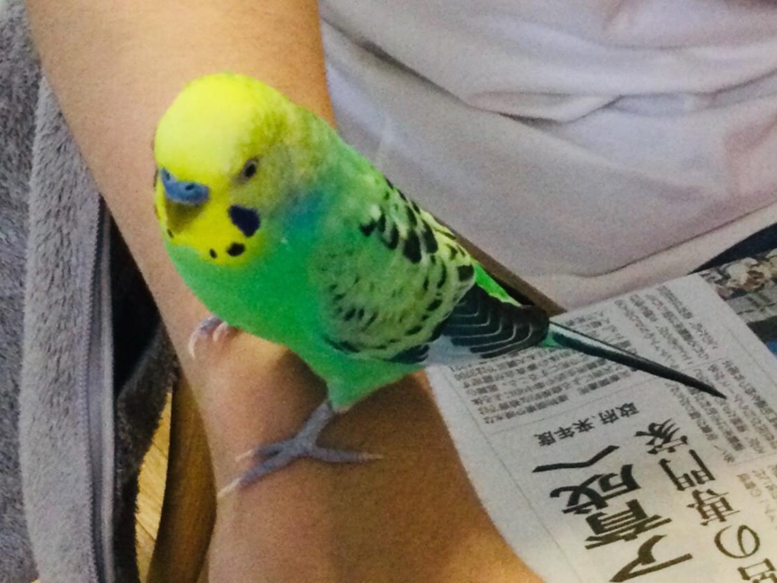 ピッちゃん ピッちゃん