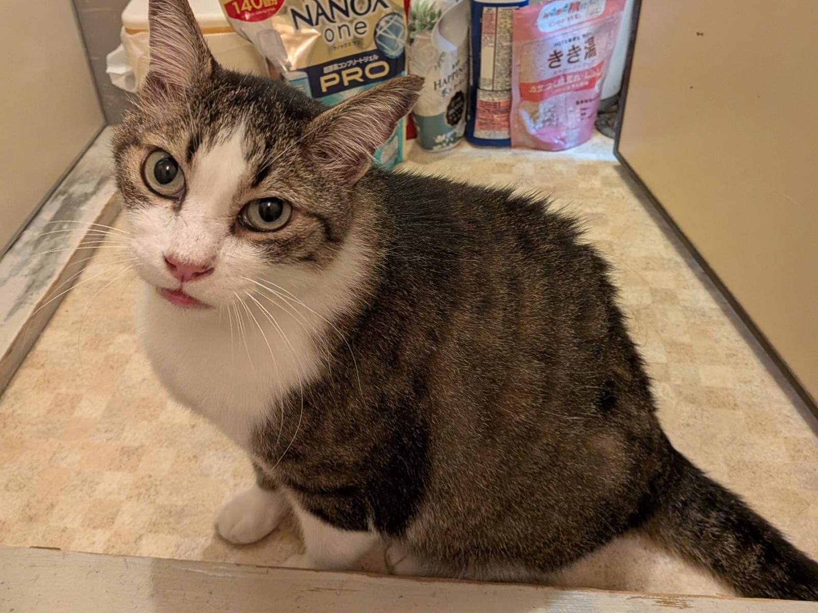 保護された猫 保護された猫