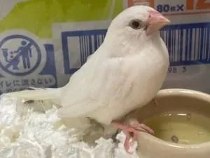 白い鳥(十姉妹?)を保護しています。