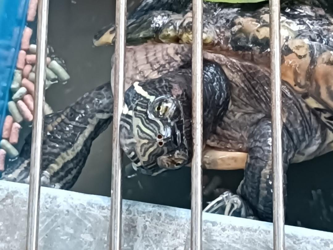 シャラっこちゃん