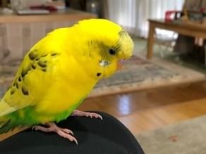 保護された鳥 保護された鳥
