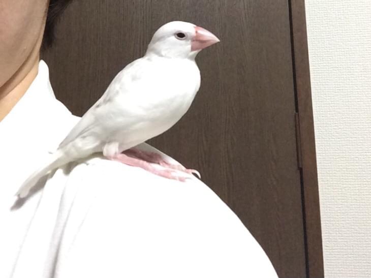 ぎんちゃん ぎんちゃん