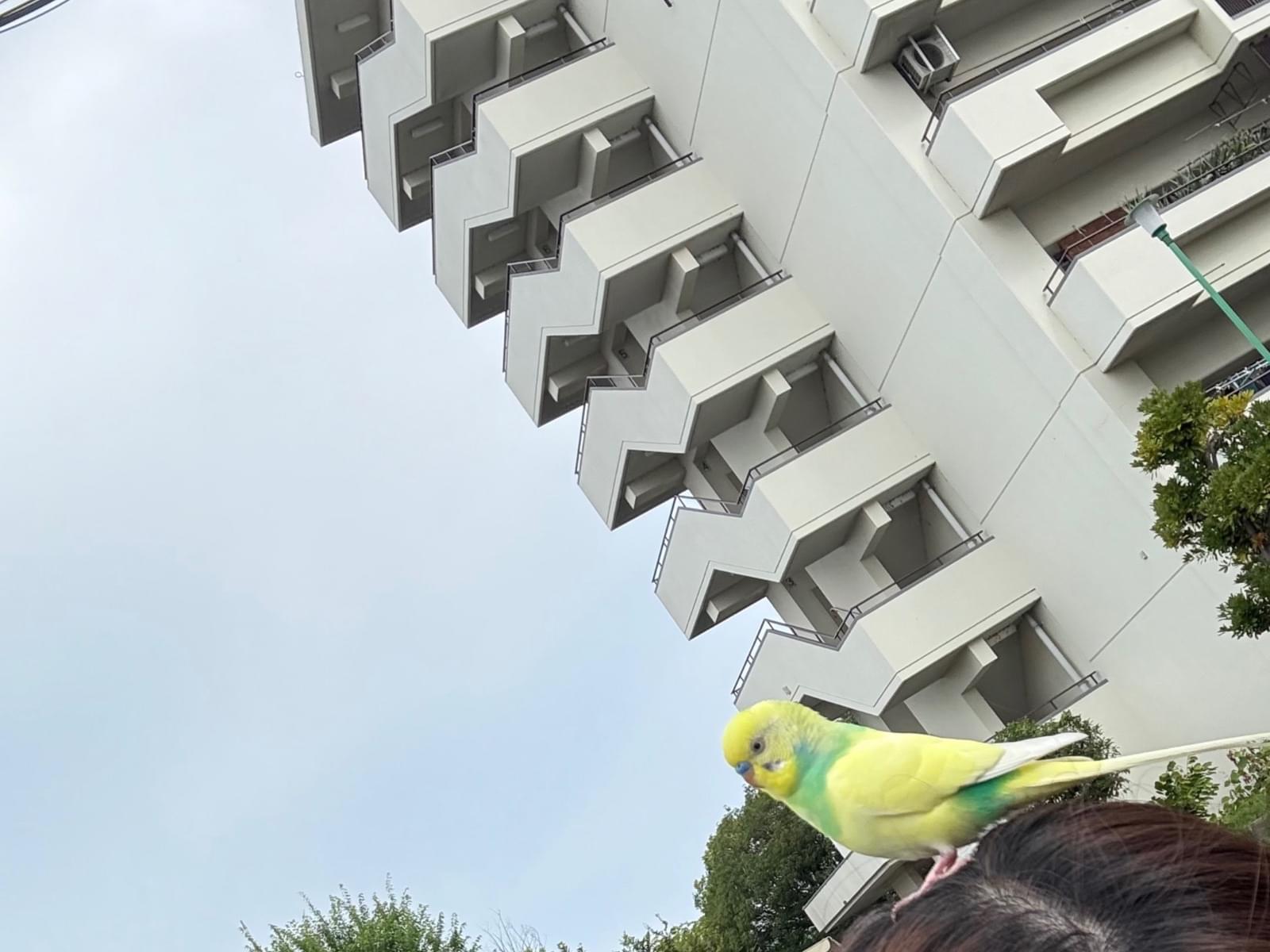 保護された鳥 保護された鳥