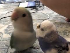 サクラちゃん サクラちゃん