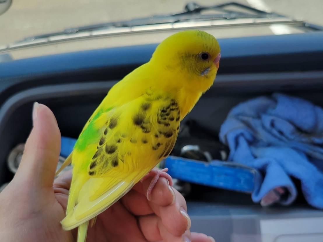 保護された鳥 保護された鳥