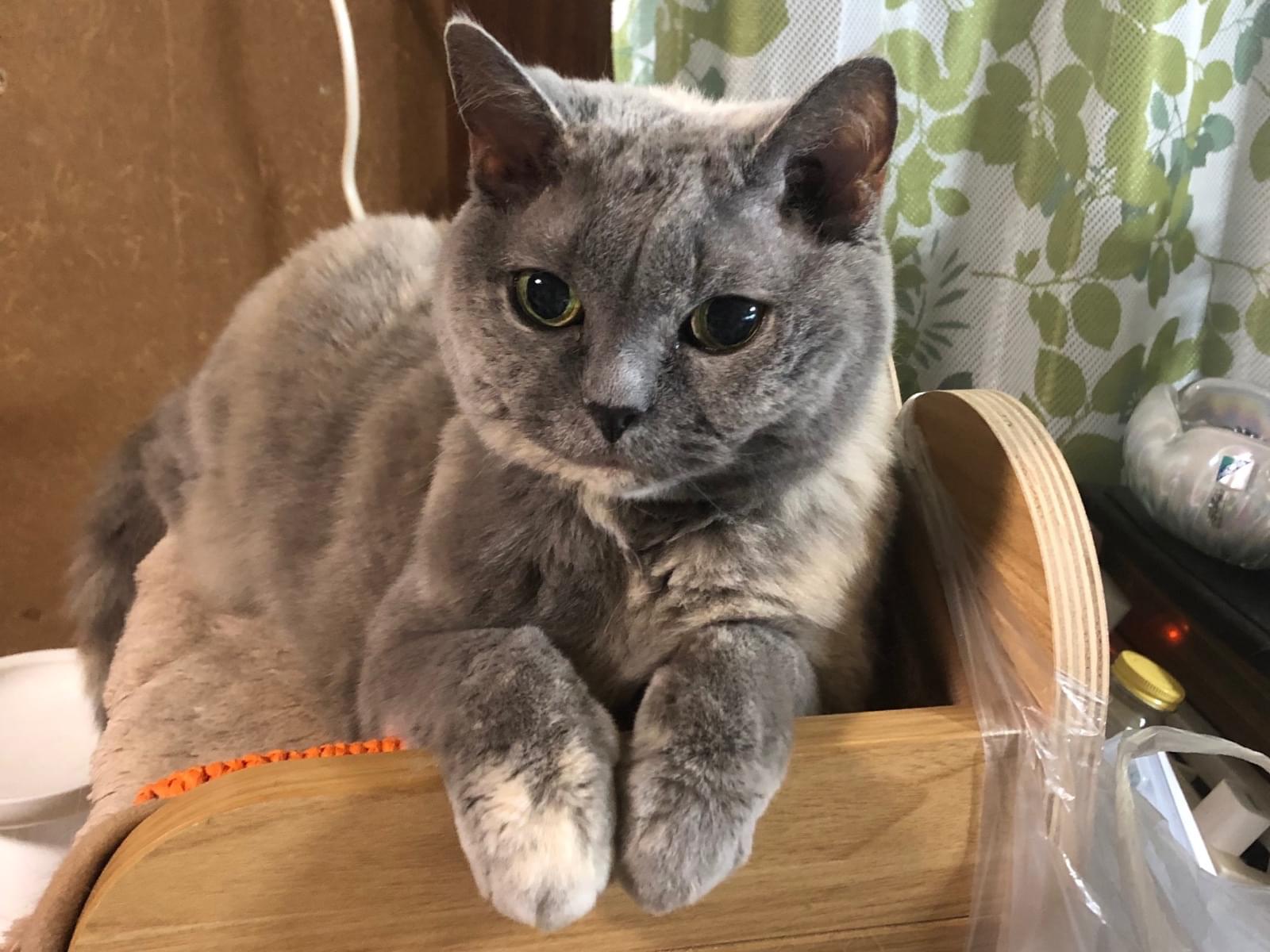 ニーナちゃん ニーナちゃん