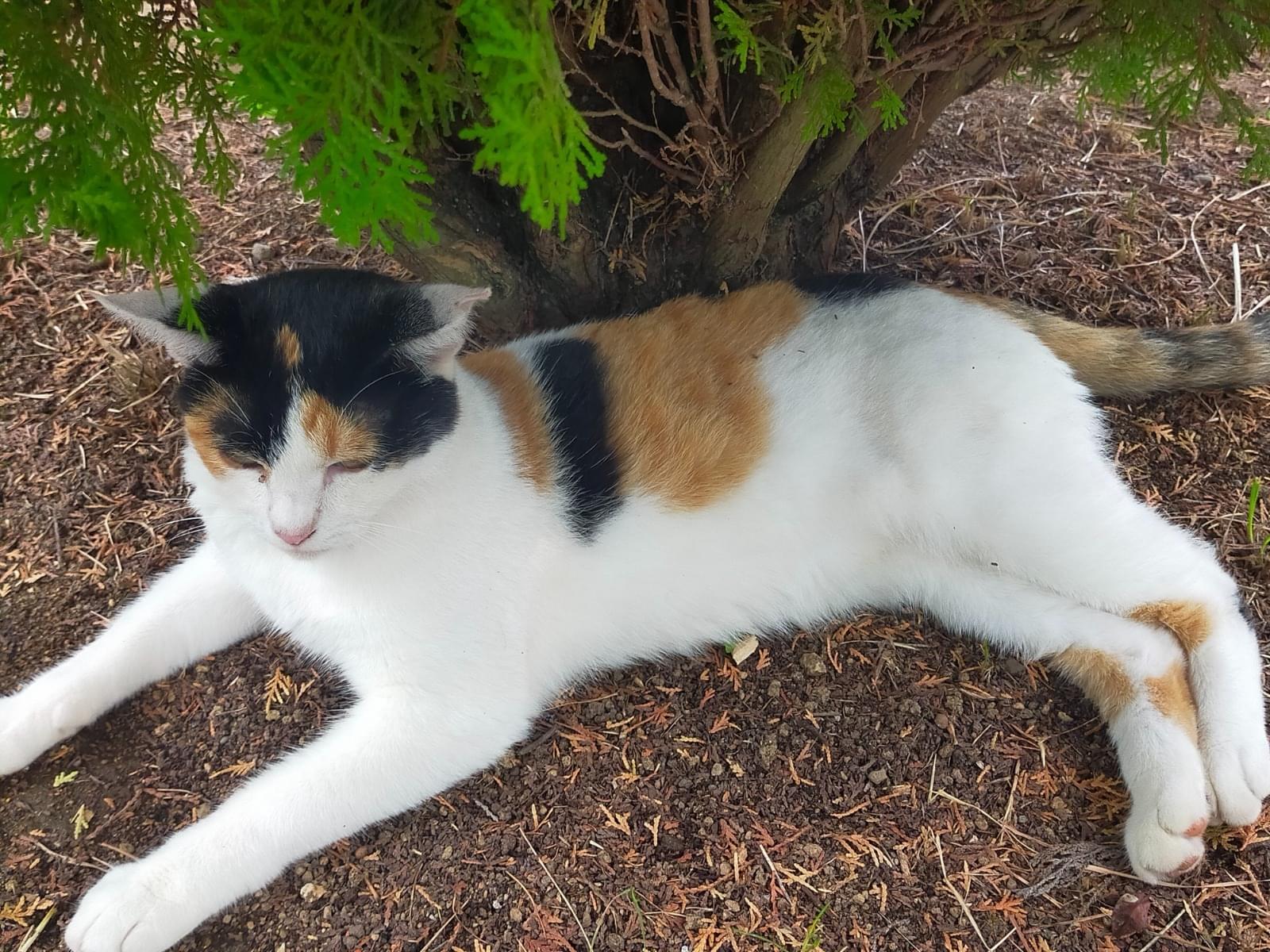 目撃された猫 目撃された猫