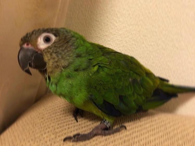 かぶちゃん かぶちゃん