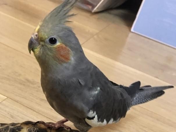 アリスちゃん アリスちゃん