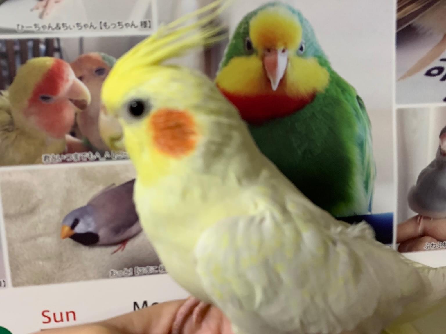 くーちゃん くーちゃん