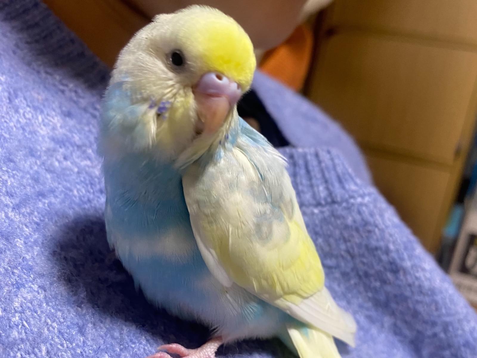 そらちゃん そらちゃん