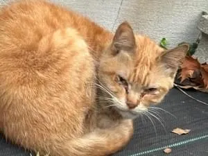 水色っぽい首輪をした茶トラ猫