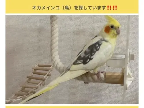 オカメインコを探しています。 オカメインコ探しています!