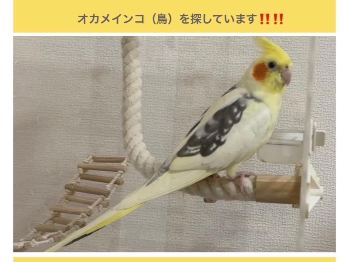 きなこちゃん きなこちゃん