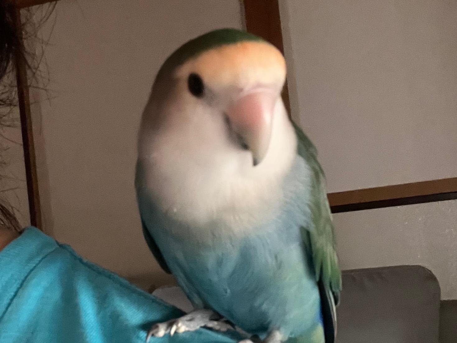 保護された鳥 保護された鳥