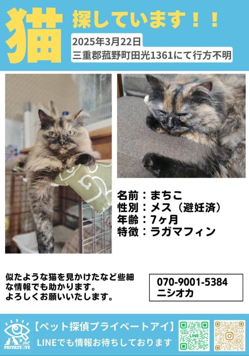 ラガマフィンのサビ猫