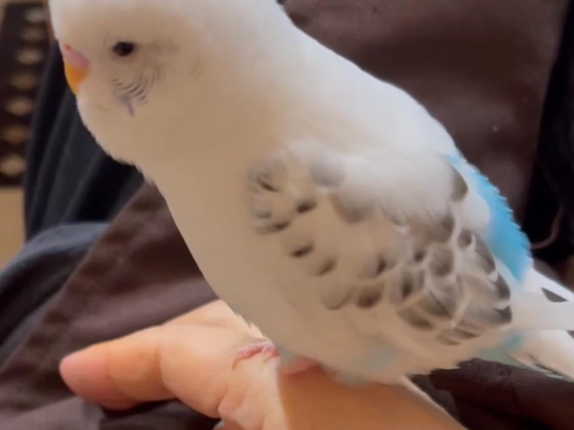 ウイちゃん ウイちゃん