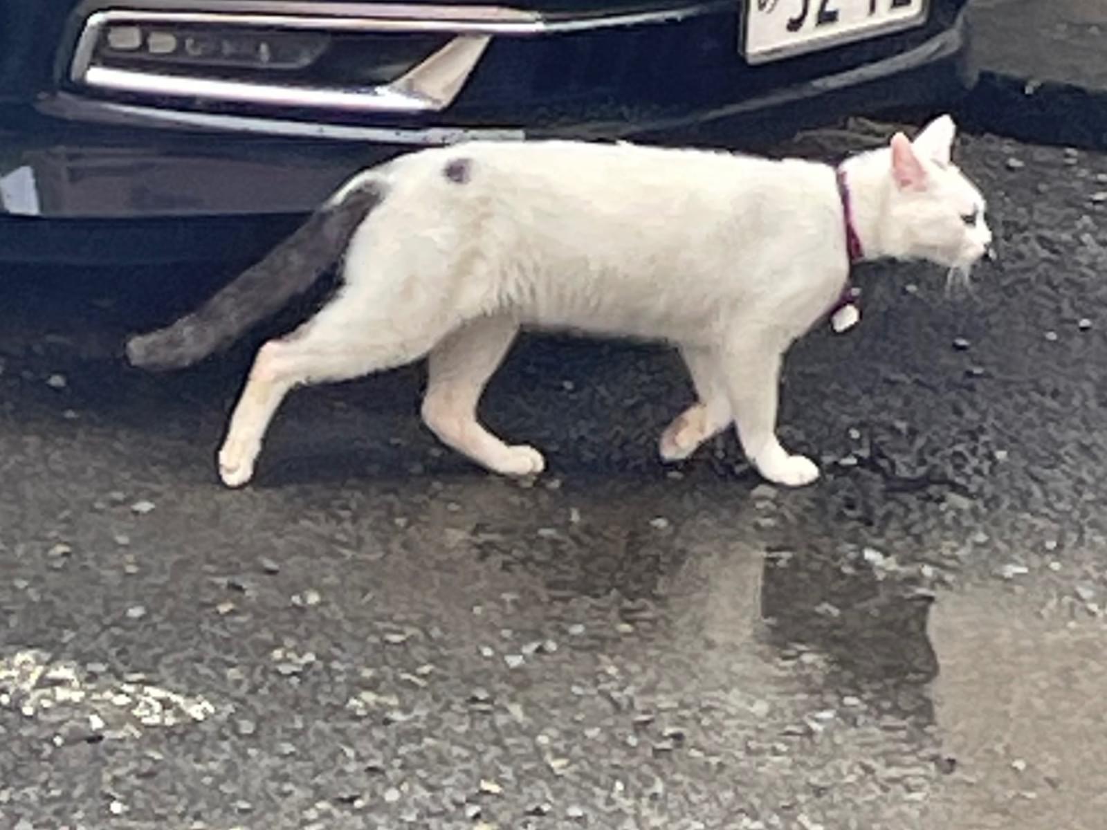 目撃された猫