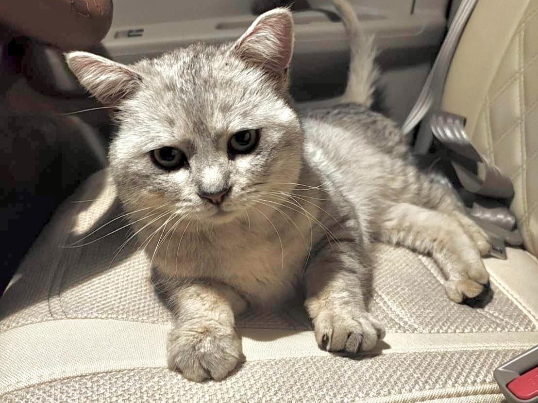 保護された猫 保護された猫