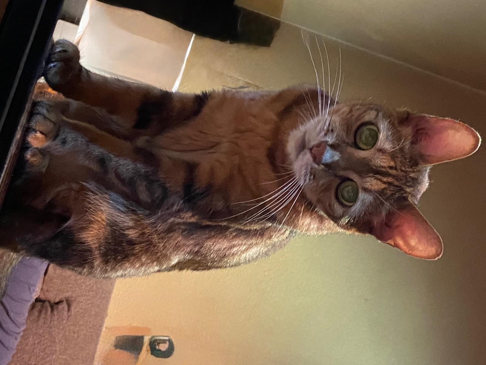 ピナちゃん ピナちゃん