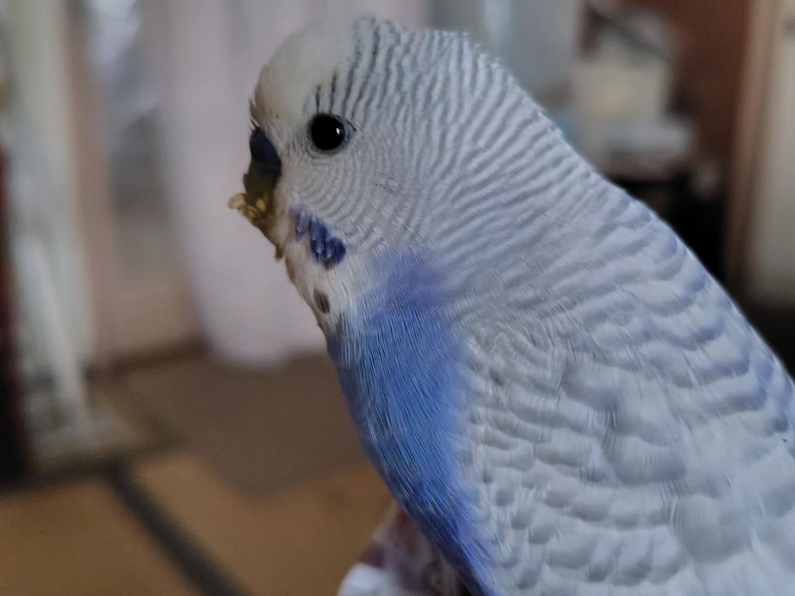 ぽんちゃん ぽんちゃん