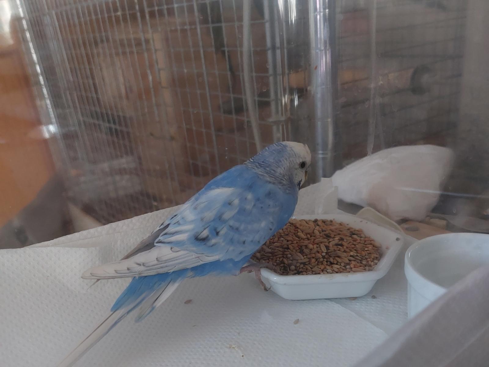 保護された鳥 保護された鳥