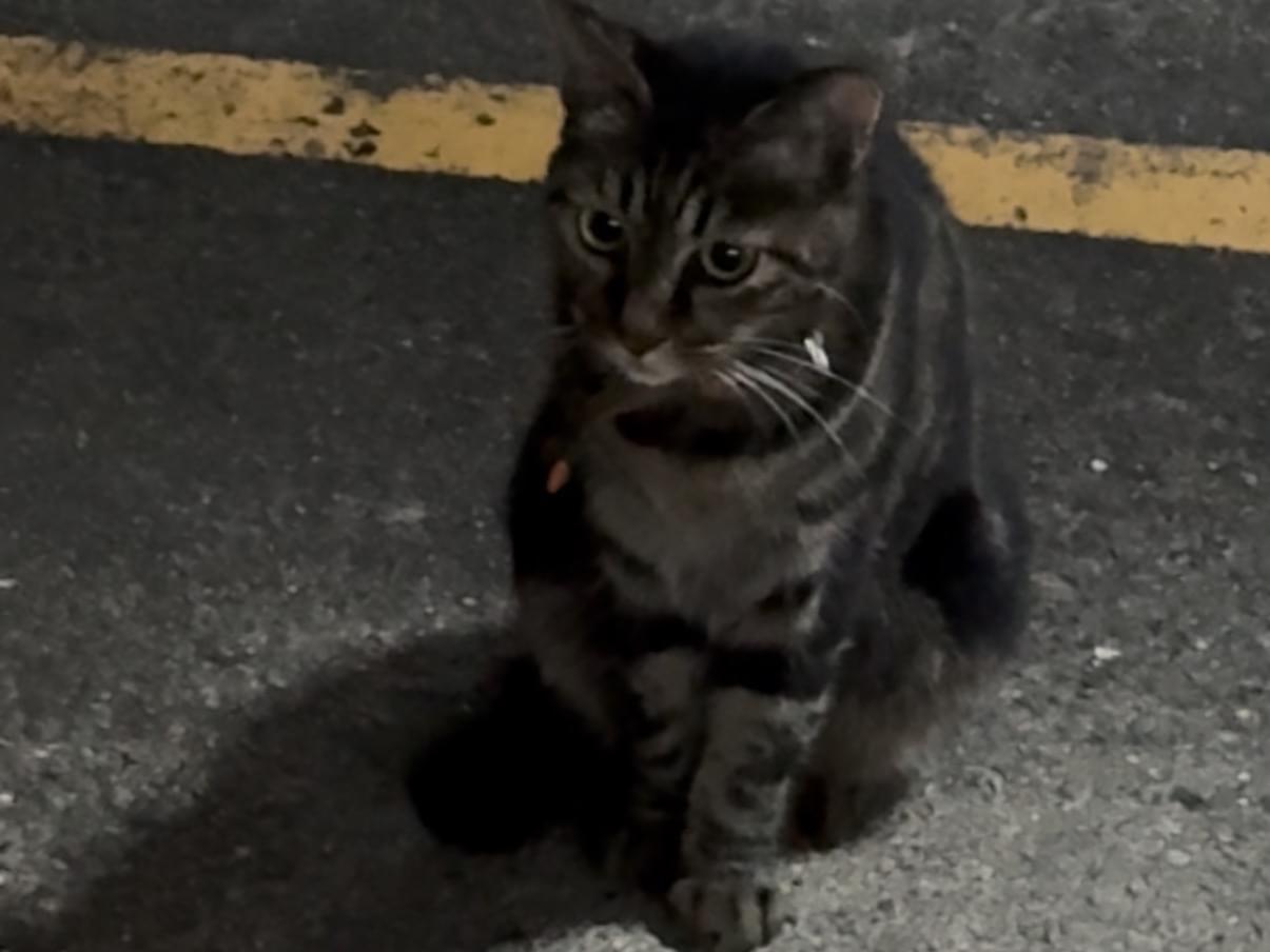 目撃された猫 目撃された猫