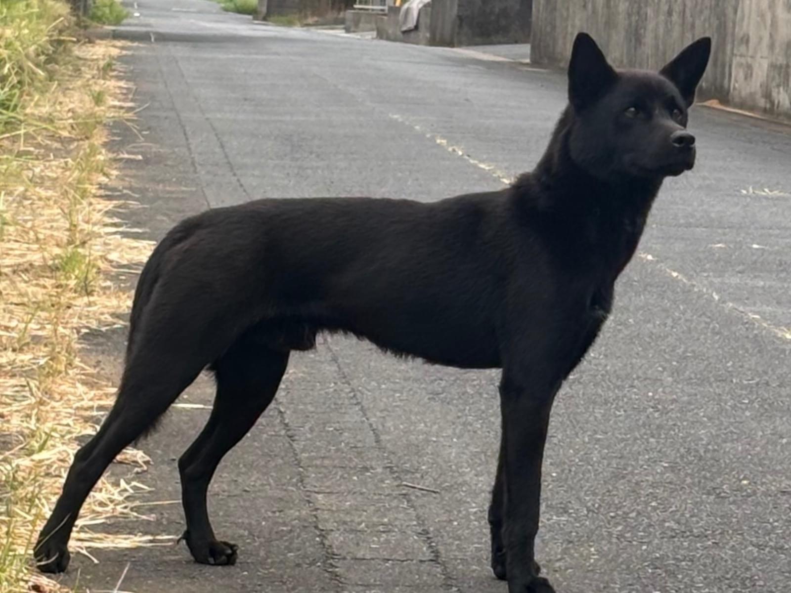 目撃された犬