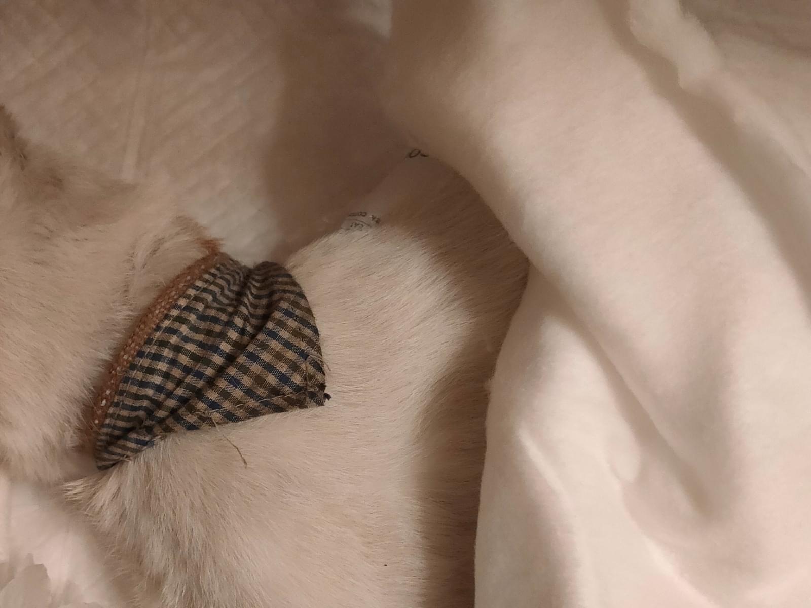 保護された猫 保護された猫