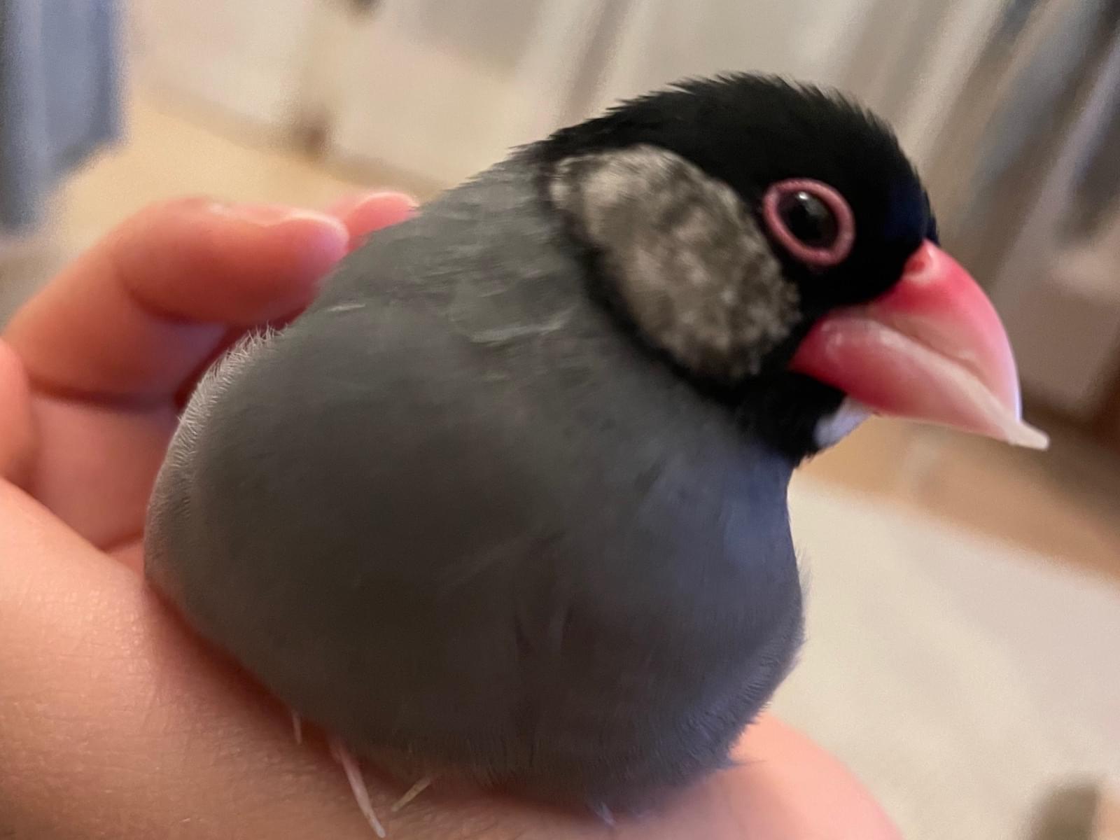 たまちゃん たまちゃん