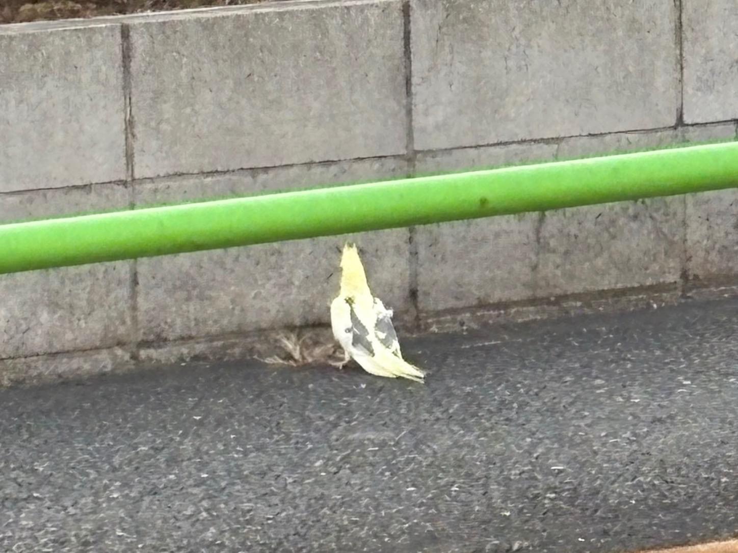 目撃された鳥
