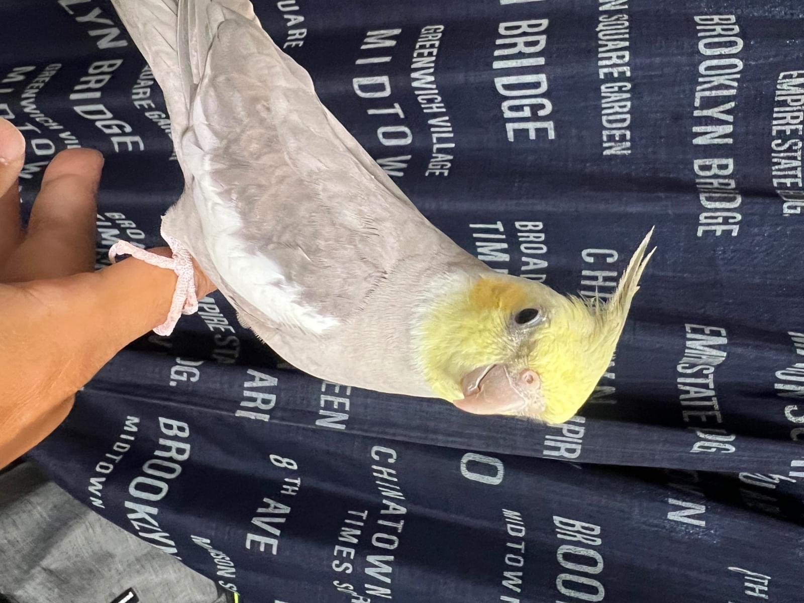 保護された鳥 保護された鳥