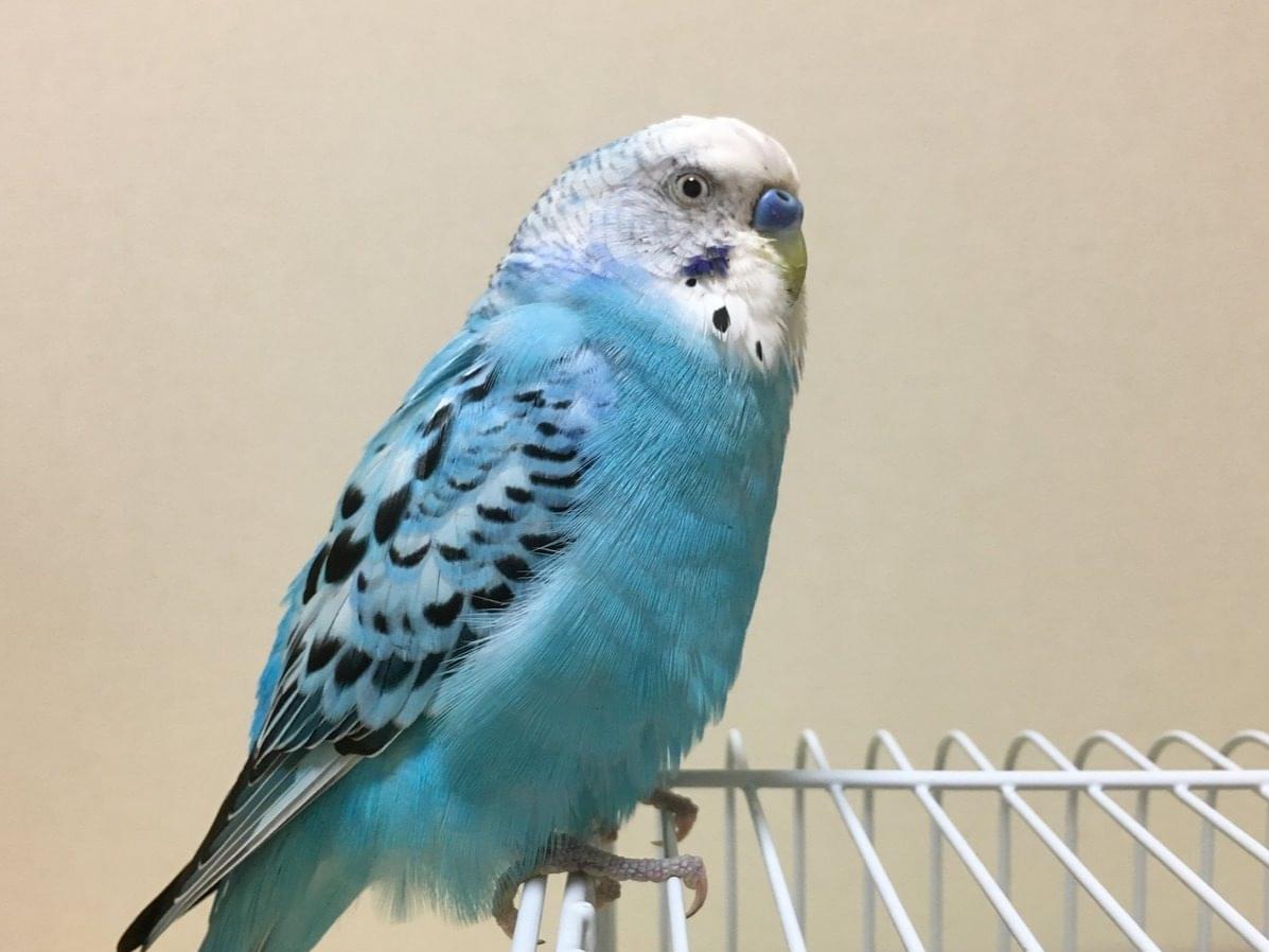 はるちゃん はるちゃん