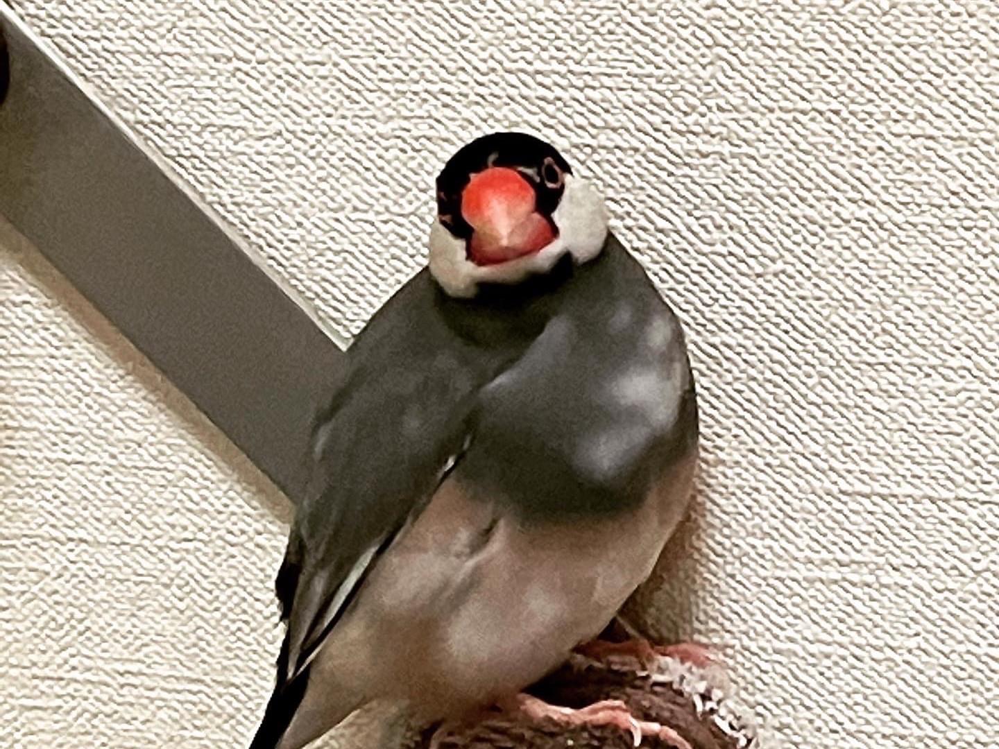 おはぎちゃん おはぎちゃん